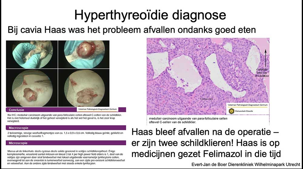 Een schildkliertumor bij een cavia
